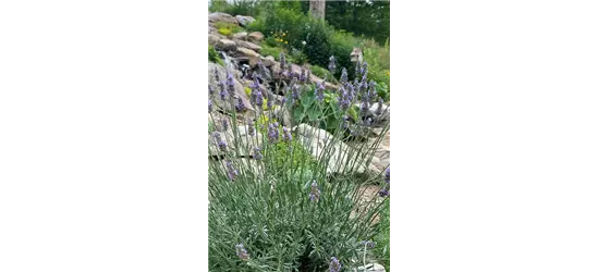 Lavandula x 'Sensational!' ®