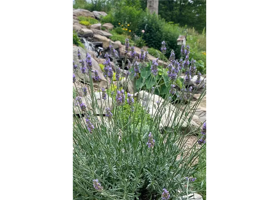 Lavandula x 'Sensational!' ®