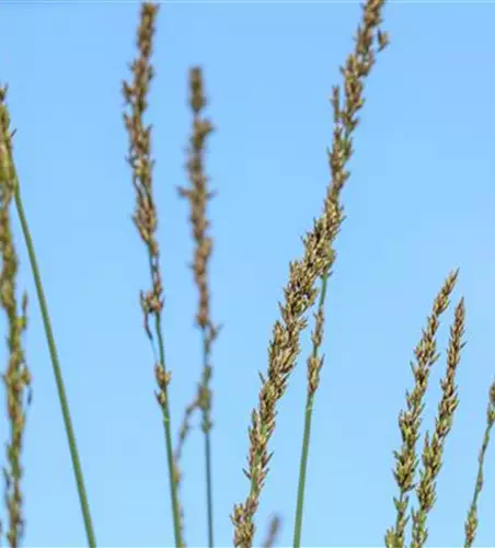 Molinia caerulea 'Heidebraut'