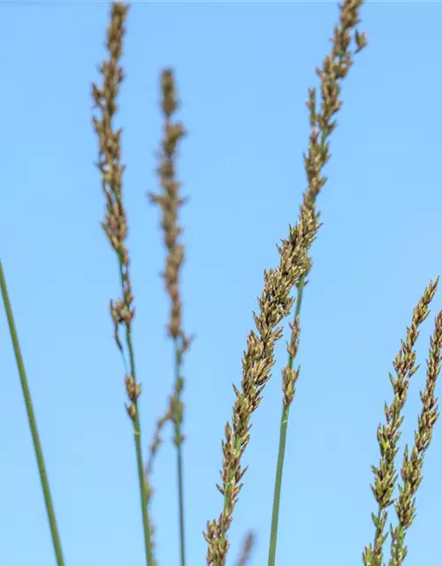 Molinia caerulea 'Heidebraut'