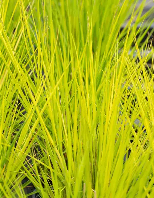 Molinia caerulea 'Heidebraut'