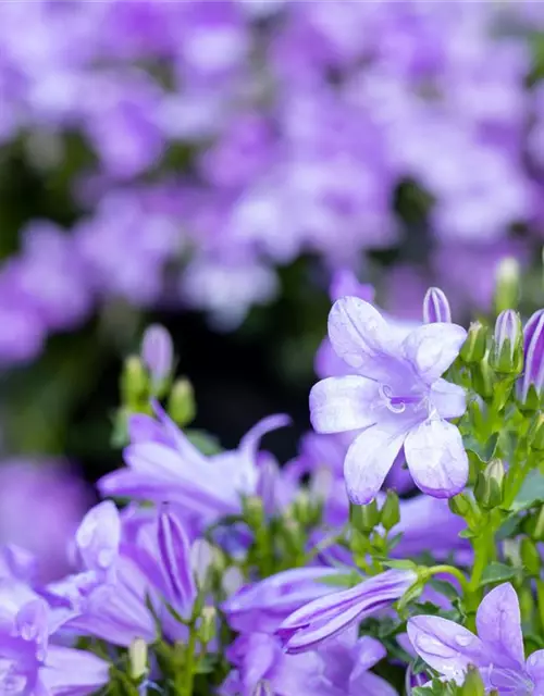 Glockenblume im 10,5 cm Topf