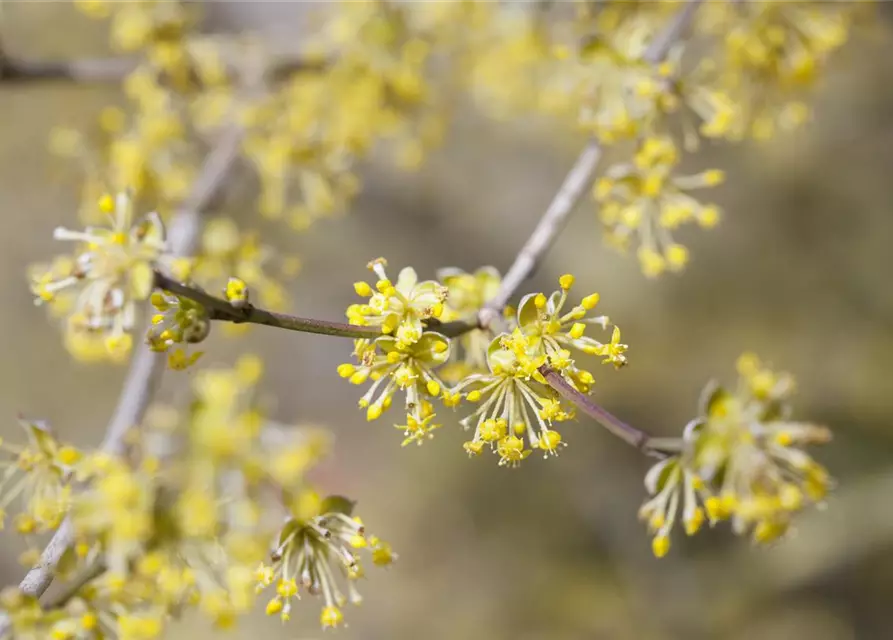 Kornelkirsche Polar Fruits® 'Cornel Berry'