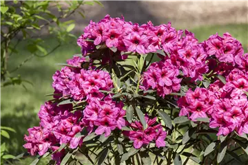 Der Rhododendron – der stilvolle Klassiker Der Rhododendron – der stilvolle Klassiker
