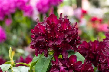 Rhododendron einpflanzen – So erstrahlt der Garten mit Blüten Rhododendron einpflanzen – So erstrahlt der Garten mit Blüten