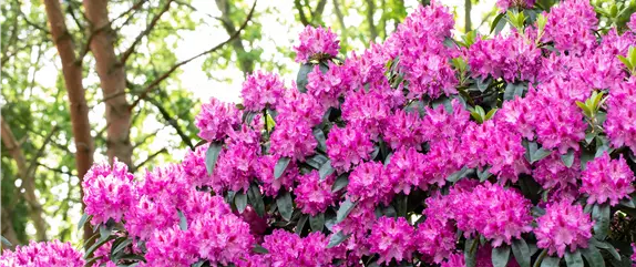 Rhododendron einpflanzen – So erstrahlt der Garten mit Blüten