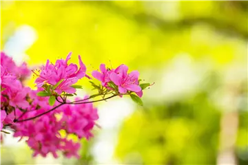 Rhododendron – Das beliebte Gehölz für Hof und Garten Rhododendron – Das beliebte Gehölz für Hof und Garten