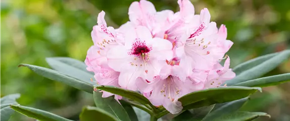 Rhododendron – Das beliebte Gehölz für Hof und Garten