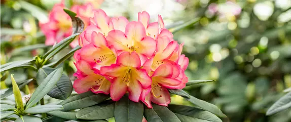 Rhododendron – Das beliebte Gehölz für Hof und Garten