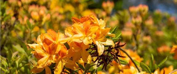 Rhododendron – Das beliebte Gehölz für Hof und Garten