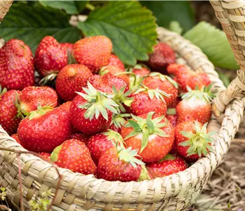 Erdbeeren pflanzen und pflegen für eine leckere Ernte