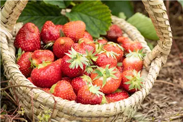 Erdbeeren pflanzen und pflegen für eine leckere Ernte Erdbeeren pflanzen und pflegen für eine leckere Ernte