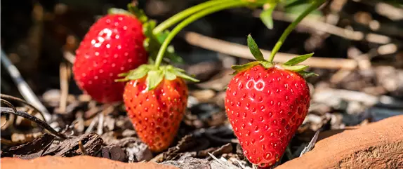 Erdbeeren pflanzen und pflegen für eine leckere Ernte