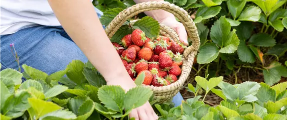 Erdbeeren pflanzen und pflegen für eine leckere Ernte