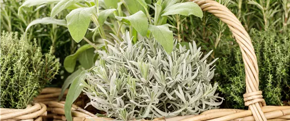 Ernte ohne Garten - Im duftenden Kräutergarten auf dem Balkon