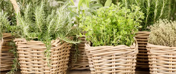 Ernte ohne Garten - Im duftenden Kräutergarten auf dem Balkon