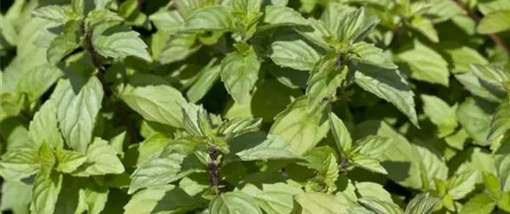 Ernte ohne Garten - Im duftenden Kräutergarten auf dem Balkon