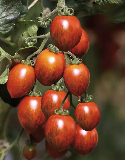 Tomaten Patenschaft Tomatenpaket