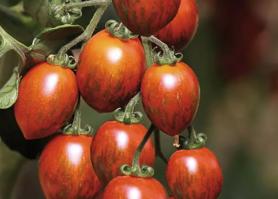 Tomaten Patenschaft Tomatenpaket