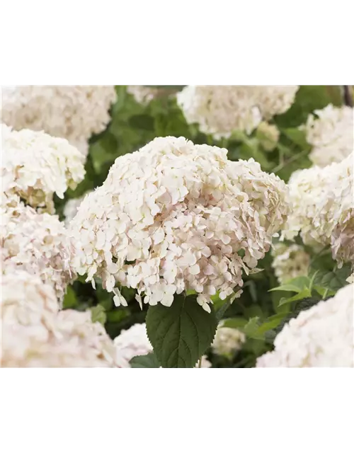 Ballhortensie 'Candybelle® Marshmallow'