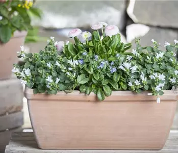 Wie jeder Balkon im Frühling zum dekorativen Blickfang wird