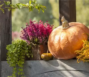 Kunterbunter Herbst mit Herbstblumen