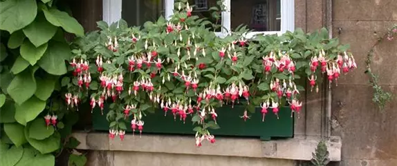 Wie jeder Balkon im Frühling zum dekorativen Blickfang wird