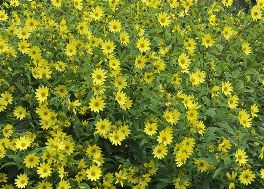 Kleinblumige Stauden-Sonnenblume