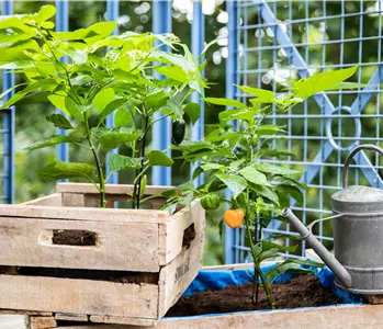 Urban Gardening Ideen für wenig Platz