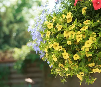 Mit Sommerblumen im Garten kommt viel Farbe ins Beet