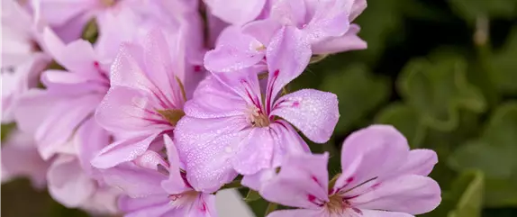 Mit Sommerblumen im Garten kommt viel Farbe ins Beet