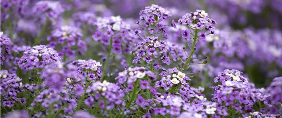 Mit Sommerblumen im Garten kommt viel Farbe ins Beet