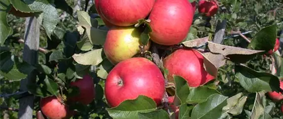 Apfelbäume im Garten – Eine reiche und leckere Ernte