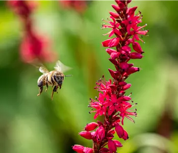 Bienenfreundliche Balkonpflanzen für Bienensnacks in der Stadt