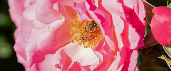 Bienenfreundliche Balkonpflanzen für Bienensnacks in der Stadt