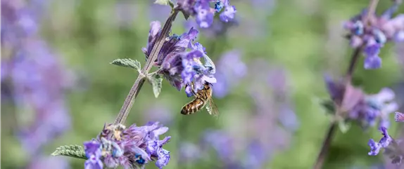 Bienenfreundliche Balkonpflanzen für Bienensnacks in der Stadt