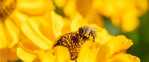 Bienenfreundliche Balkonpflanzen für Bienensnacks in der Stadt