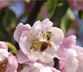 Erfolgreich bienenfreundliche Bäume und Sträucher anpflanzen