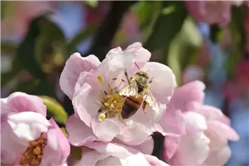 Erfolgreich bienenfreundliche Bäume und Sträucher anpflanzen Erfolgreich bienenfreundliche Bäume und Sträucher anpflanzen