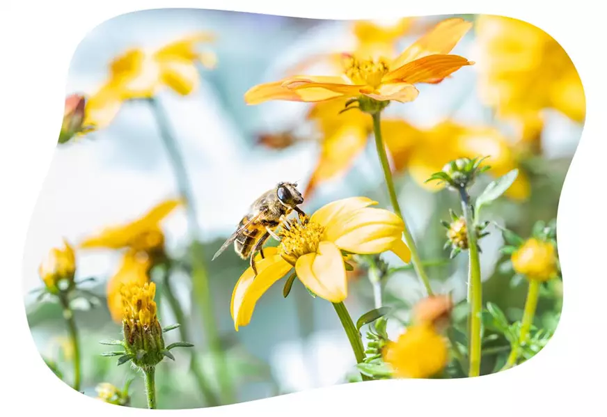 bidens-im-gartencenter-kiefl-in-gauting-bei-muenchen.jpg