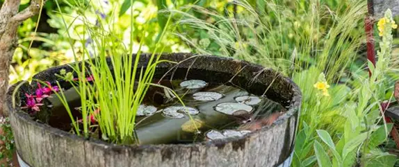 Gezielt die passenden Wasserpflanzen für den Teich aussuchen