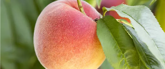 Kern- und Steinobst im eigenen Garten für kleine und große Naschkatzen