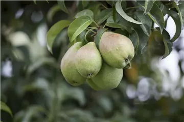 Einen Naschgarten mit Obstgehölzen anlegen und losnaschen Einen Naschgarten mit Obstgehölzen anlegen und losnaschen