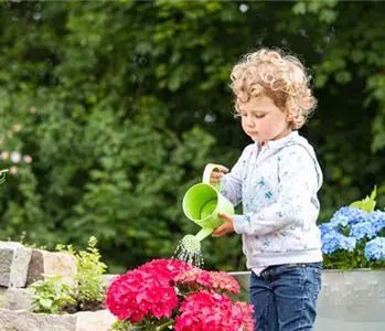 Für bunte Blütenpracht Hortensien pflegen und richtig düngen