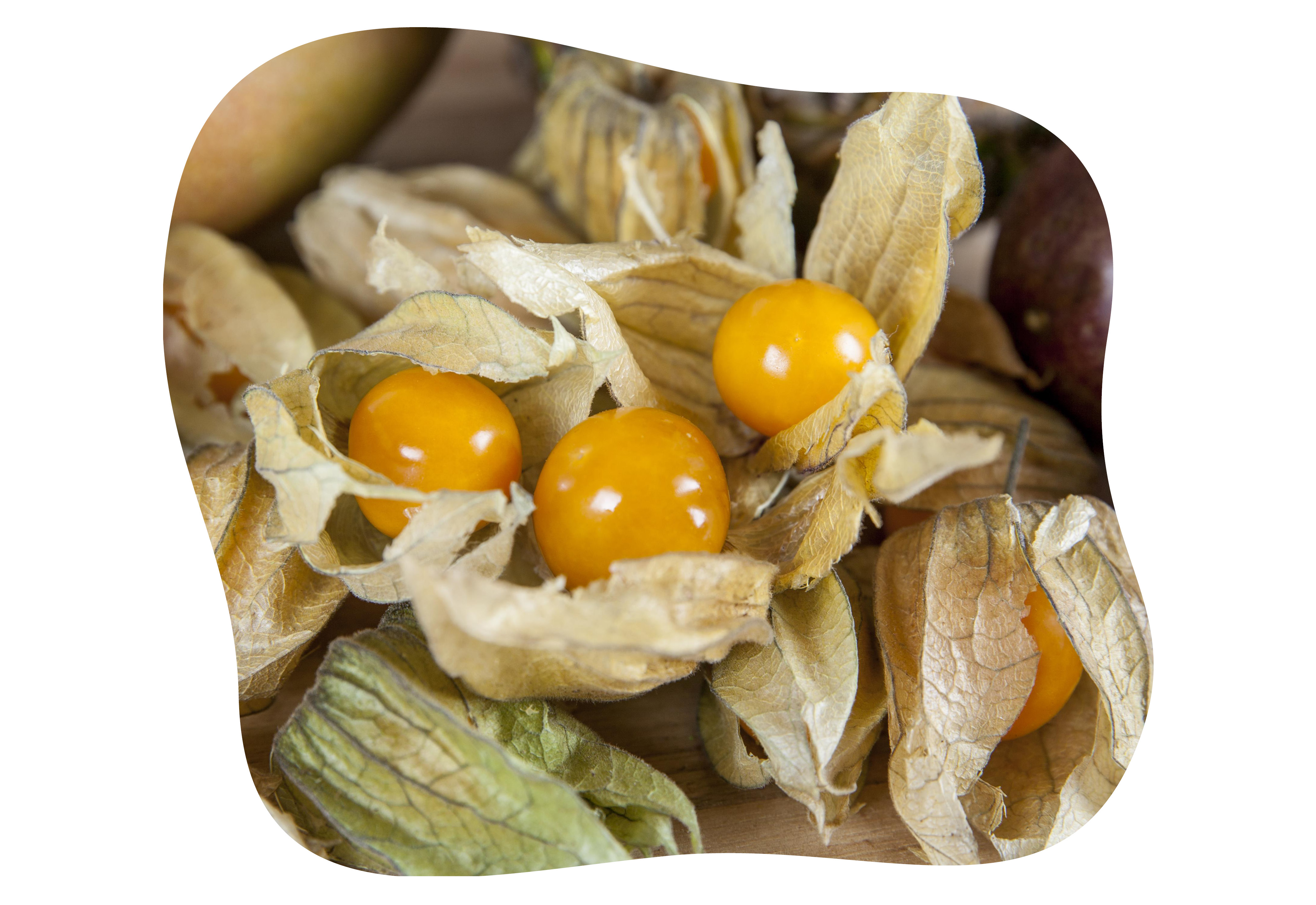 physalis_goldita_kiefl_gartencenter.jpg