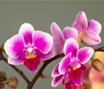 Das A und O beim Orchideen pflegen - Die richtige Wassermenge