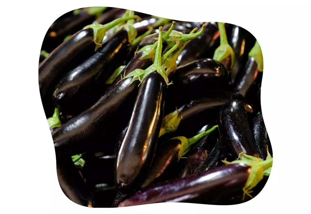 Aubergine_Molongio_kiefl_gartencenter.jpg