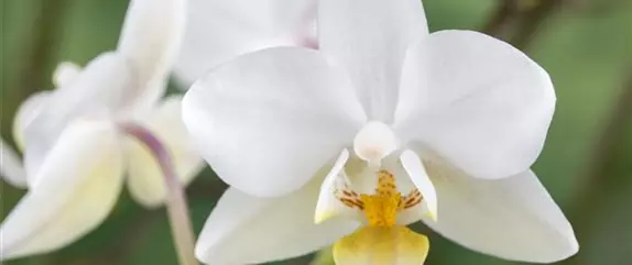 Das A und O beim Orchideen pflegen - Die richtige Wassermenge