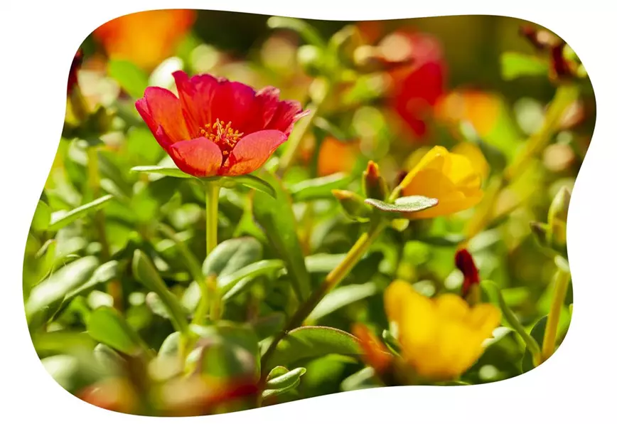 portulaca-im-gartencenter-kiefl-in-gauting-bei-muenchen.jpg