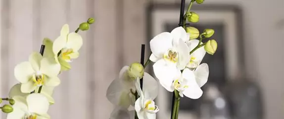 Das A und O beim Orchideen pflegen - Die richtige Wassermenge